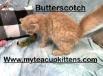 Butterscotch - Persian Kitten For Sale - Calico Rock, AR, US