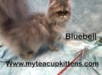 Bluebell - Persian Kitten For Sale - Calico Rock, AR, US