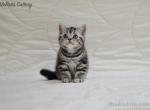 NobleBrits Daisy - British Shorthair Kitten For Sale - 