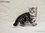 NobleBrits Diamond - British Shorthair Kitten For Sale - 