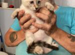 Lilac Siamese Male - Siamese Kitten For Sale - 