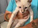 Male 2 - Siamese Kitten For Sale - 