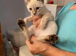 Male 3 - Siamese Kitten For Sale - 