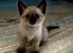 Sunshine - Siamese Kitten For Sale - Cape Coral, FL, US