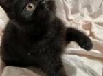 Samantha - Exotic Kitten For Sale - Prescott Valley, AZ, US