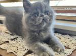 April - Exotic Kitten For Sale - Prescott Valley, AZ, US