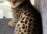 F2 Savannah Kittens - Savannah Kitten For Sale - Roseville, CA, US