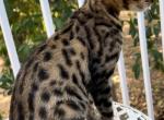 F6 Savannah Female - Savannah Kitten For Sale - Roseville, CA, US