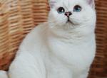 Nadia - British Shorthair Cat For Sale - Buffalo, NY, US