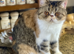 Smooch  Exotic Shorthair - Exotic Cat For Sale - Granbury, TX, US