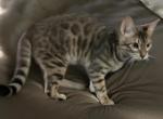 Joe - Bengal Kitten For Sale - 