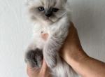 Elodie - Siberian Kitten For Sale - 