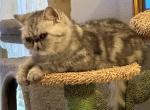 Gigi - Exotic Cat For Sale - Granbury, TX, US