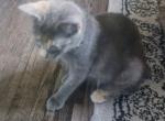 Manx from Craven Blues Hybrids - Manx Kitten For Sale - New Bern, NC, US