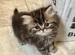 Emma's TomCat - Persian Kitten For Sale - Vincennes, IN, US