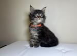 Chester - Maine Coon Kitten For Sale - New Park, PA, US