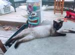 Craven Blues Hybrids They Came Back - Siamese Kitten For Sale - 