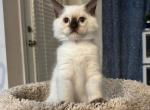 Skye's kittens - Ragdoll Kitten For Sale - Quakertown, PA, US