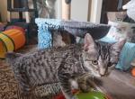 Bengal Hybrids from Craven Blues Hybrids - Bengal Kitten For Sale - New Bern, NC, US