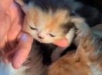 Sadie - Persian Kitten For Sale - Sumner, WA, US