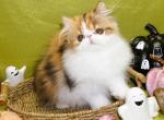 Show Quality Calico Female Purebred Persian Kitten - Persian Kitten For Sale - CA, US