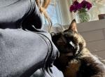 Bing - Domestic Cat For Adoption - Kingston, NH, US