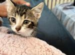 Princess - Domestic Kitten For Sale - 