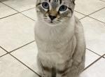 Kozmo - Domestic Cat For Adoption - Hyattsville, MD, US