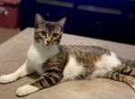 Jules - Domestic Cat For Sale - 