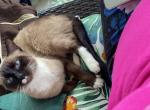 Stormy - Siamese Cat For Sale - 