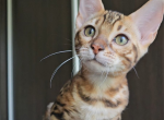 Daiquiri - Bengal Kitten For Sale - Norwalk, CT, US