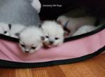 Emmy and Apollo litter - Ragdoll Kitten For Sale - Saint Paul, MN, US