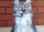 Galinka - Maine Coon Kitten For Sale - Hollywood, FL, US