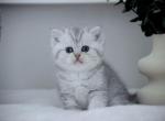 Ruby HappyBRI - British Shorthair Kitten For Sale - FL, US