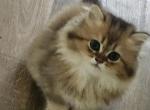 Zara chinchilla long hair - Scottish Straight Kitten For Sale - 