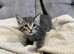 Maine Coon Kitten - Maine Coon Kitten For Sale - Chicopee, MA, US