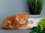 Scottish Straight Marble Cinnamon Selena - Scottish Straight Kitten For Sale - Jersey City, NJ, US