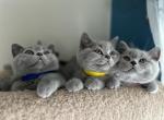 British Blue kittens - British Shorthair Kitten For Sale - 