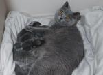 Madame Pumpkin the Great - British Shorthair Kitten For Sale - Beaverton, OR, US