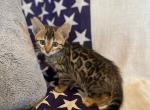 Poppy - Bengal Kitten For Sale - Wauseon, OH, US