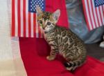 Bob - Bengal Kitten For Sale - Wauseon, OH, US