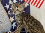 Molly - Bengal Kitten For Sale - Wauseon, OH, US