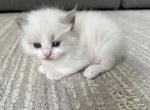 Leo Yollow hold - Ragdoll Kitten For Sale - 