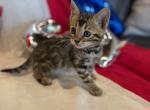 Tilly - Bengal Kitten For Sale - Wauseon, OH, US