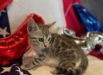 Luna - Bengal Kitten For Sale - Wauseon, OH, US