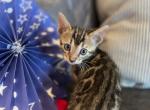 Betty - Bengal Kitten For Sale - Wauseon, OH, US