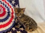 Felix - Bengal Kitten For Sale - Wauseon, OH, US