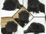 Binx - Persian Kitten For Sale - PA, US