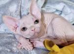 Candy Canadian Sphynx female white - Sphynx Kitten For Sale - Miami, FL, US