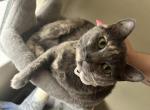 Bingo - Domestic Cat For Adoption - San Tan Valley, AZ, US